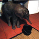 Illustration for article titled Baby Elephant Wanders Into South African Living Room, Has A Snack